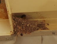 Bird in Mud Nest